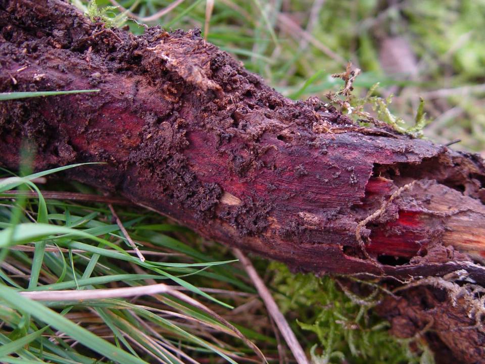 Leptospora rubella image