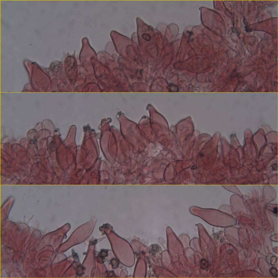 Inocybe asterospora image