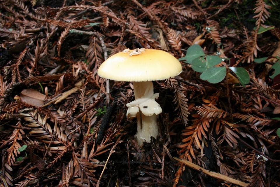 Amanita pantherinoides image