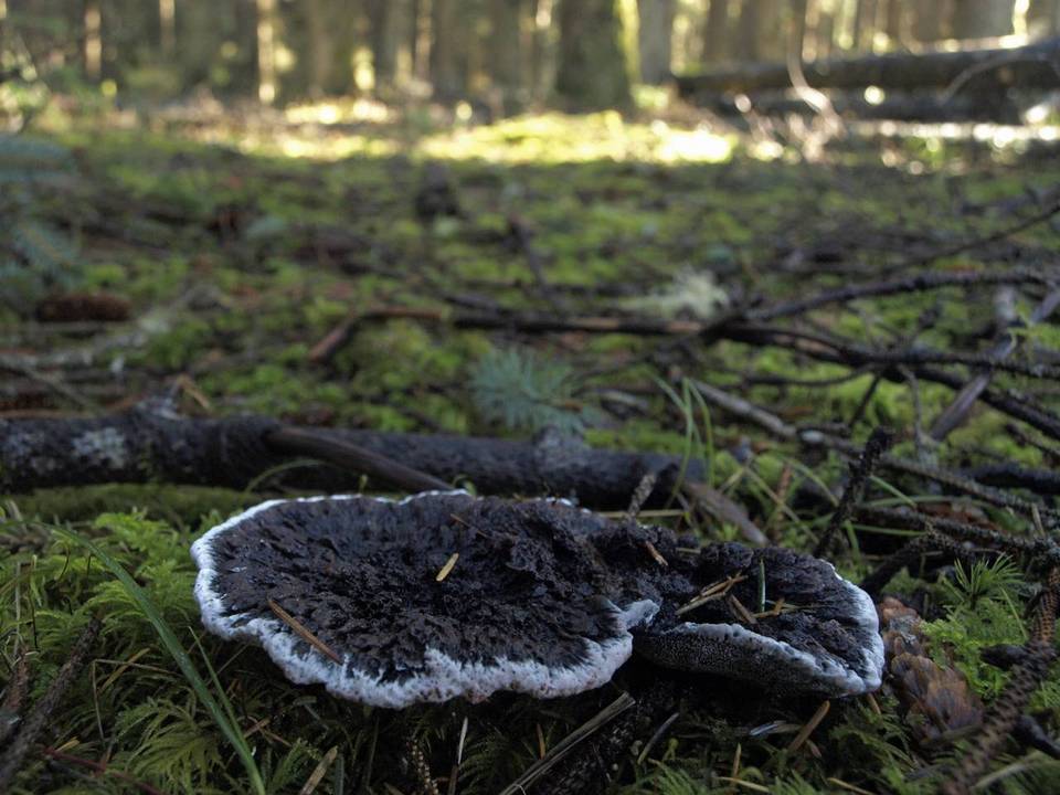 Hydnellum cyanopodium image