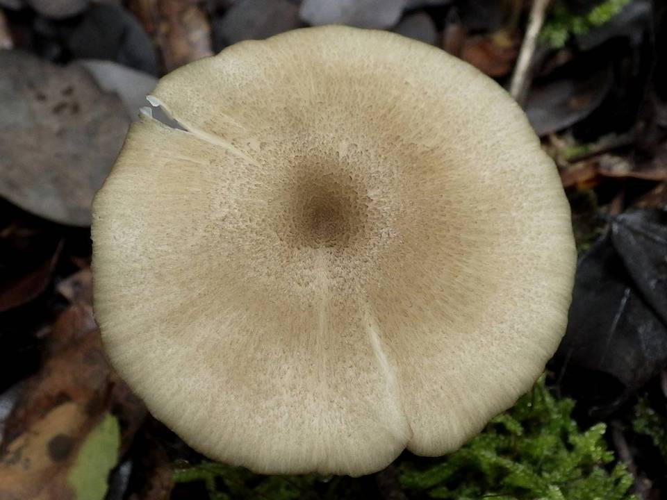 Entoloma mediterraneense image