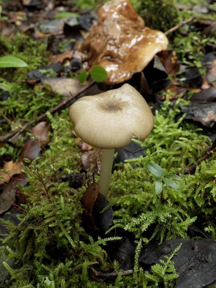 Entoloma mediterraneense image
