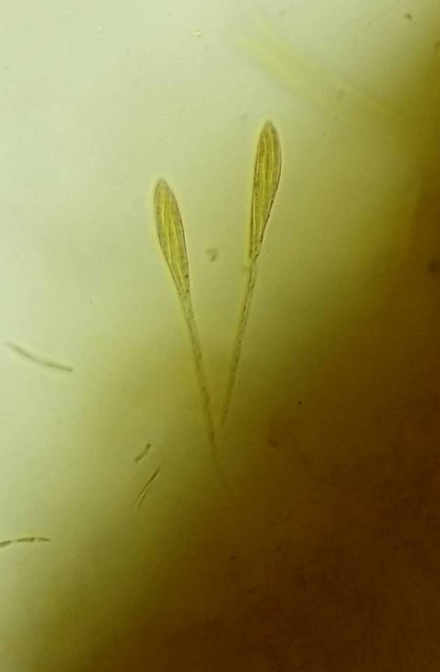 Pachycudonia spathulata image