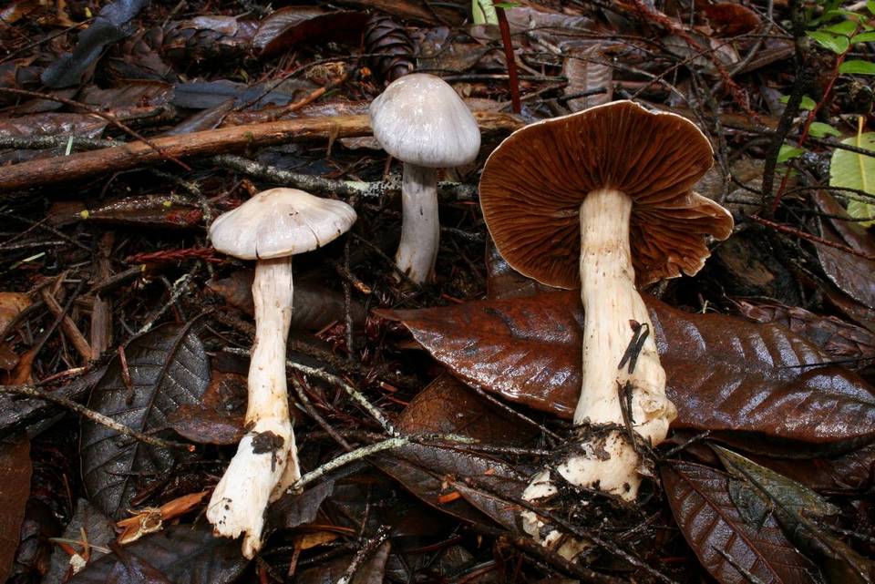 Cortinarius griseoviolaceus image