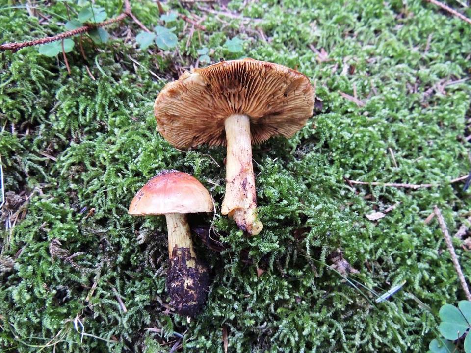 Cortinarius eburneus image