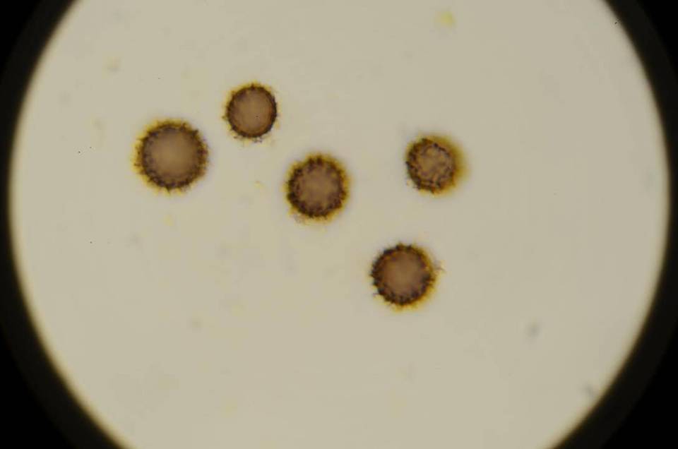 Scleroderma reae image