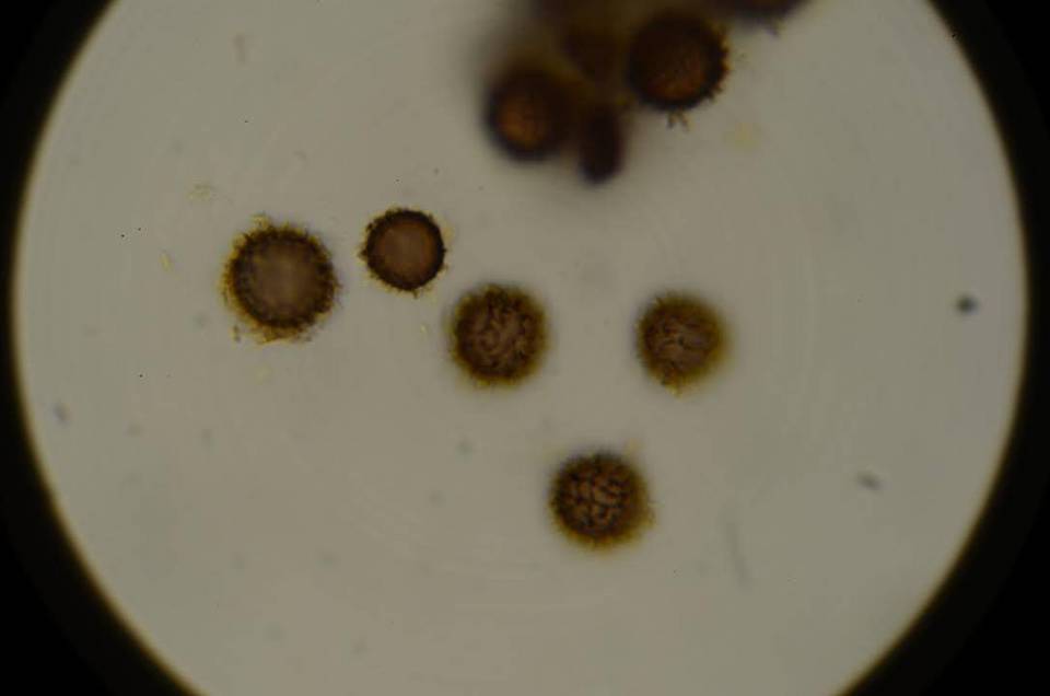 Scleroderma reae image