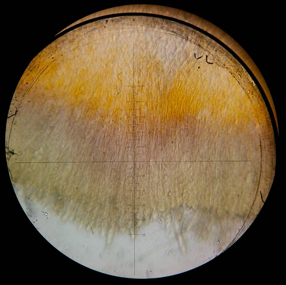 Cheilymenia theleboloides image