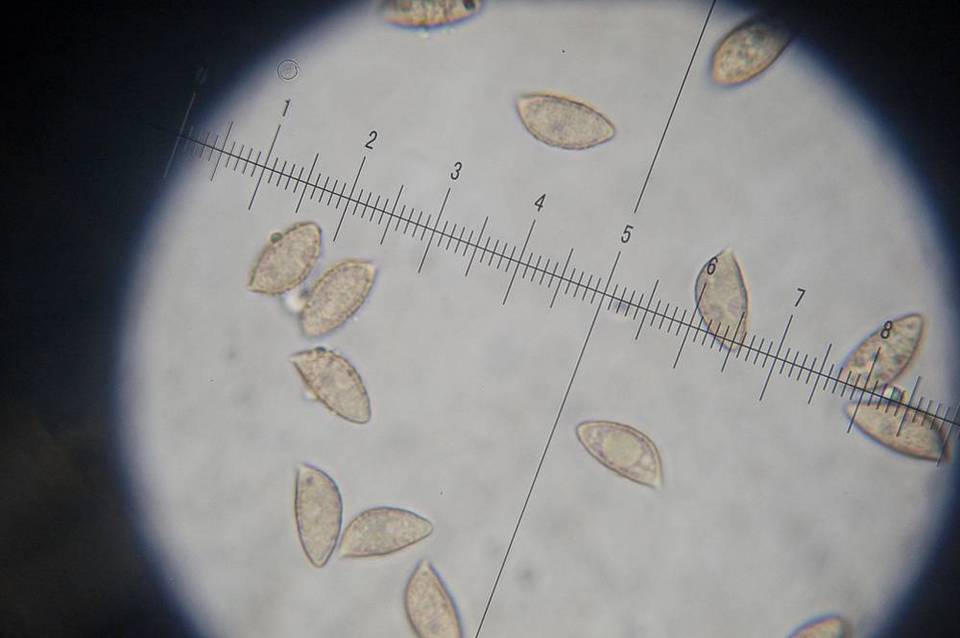 Hebeloma sinapizans image