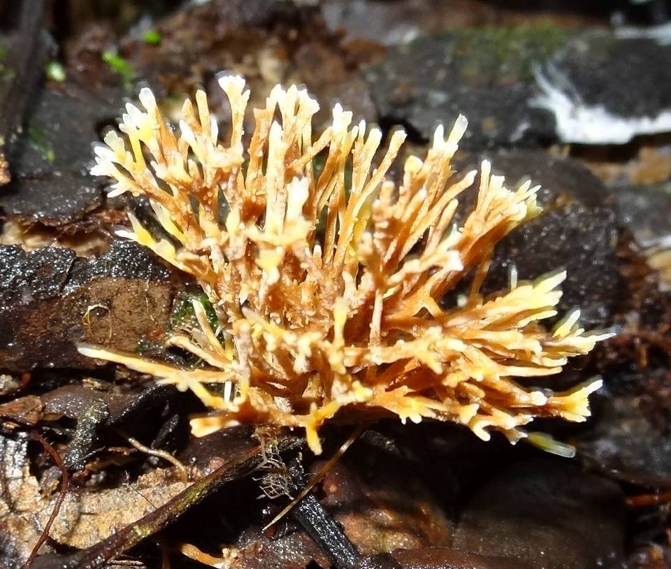 Lachnocladium schweinfurthianum image