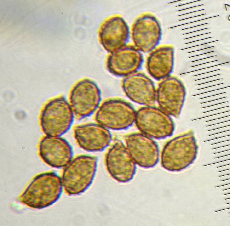 Cortinarius badioflavidus image