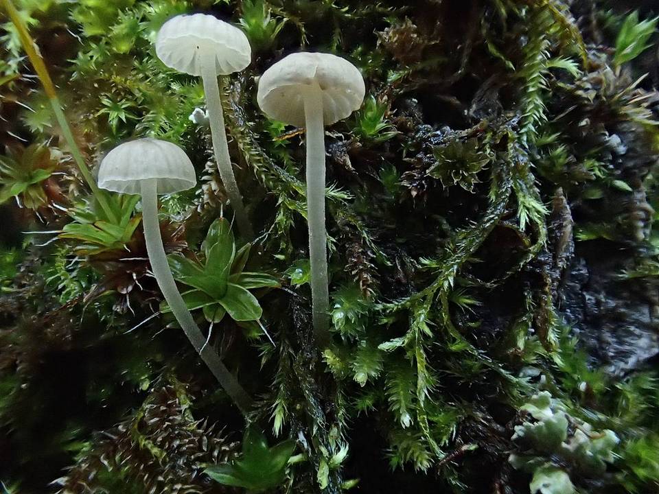 Mycena subsupina image