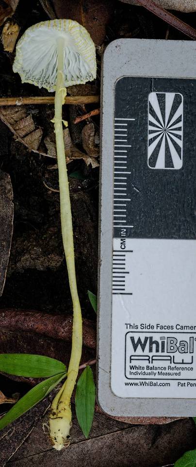 Leucocoprinus austrofragilis image
