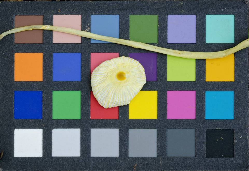 Leucocoprinus austrofragilis image