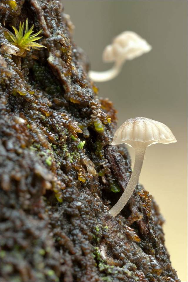 Mycena alba image