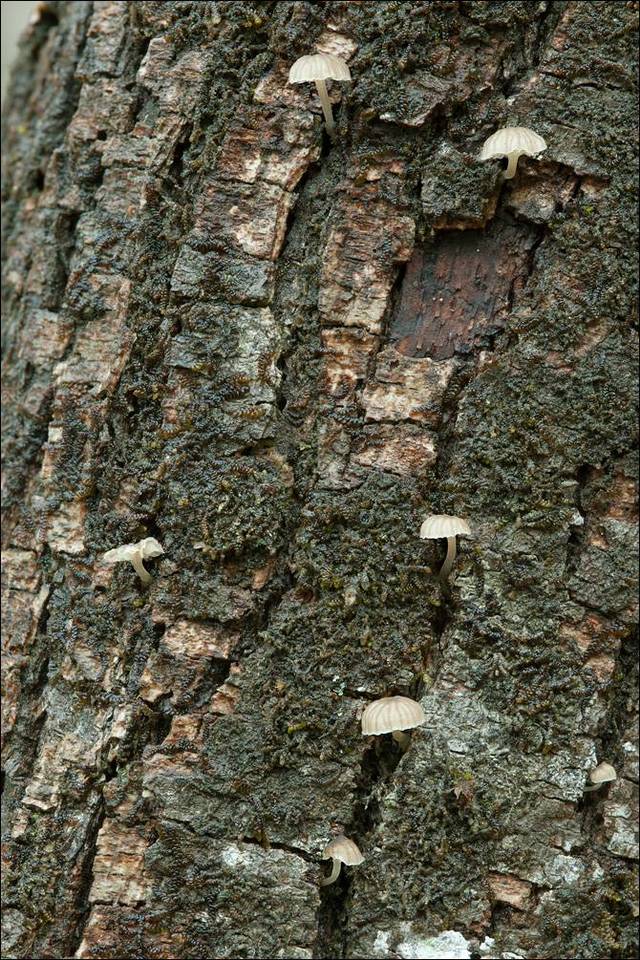 Mycena alba image