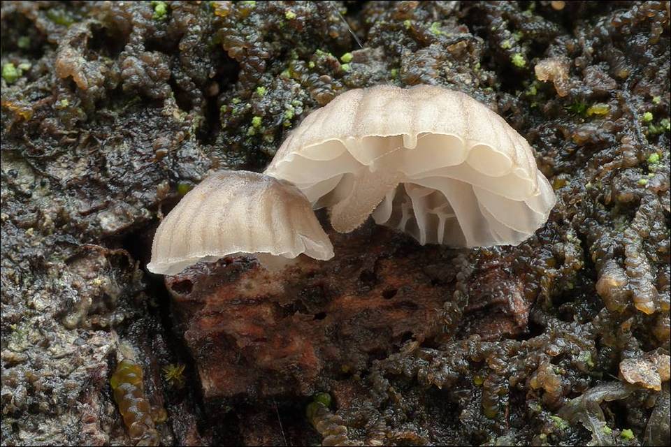 Mycena alba image