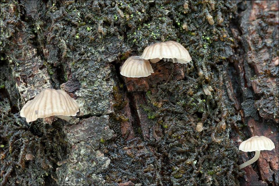 Mycena alba image