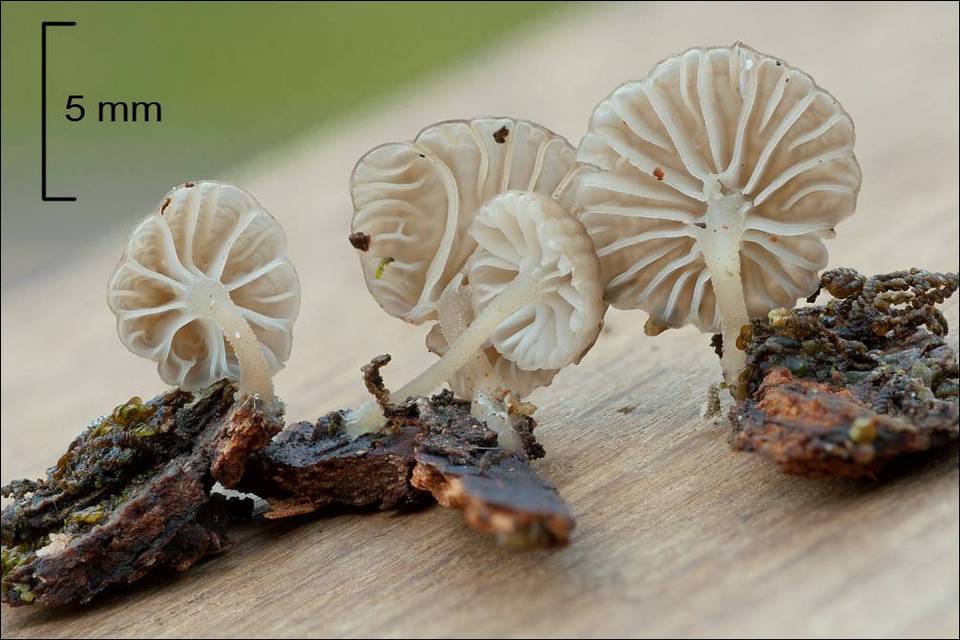 Mycena alba image