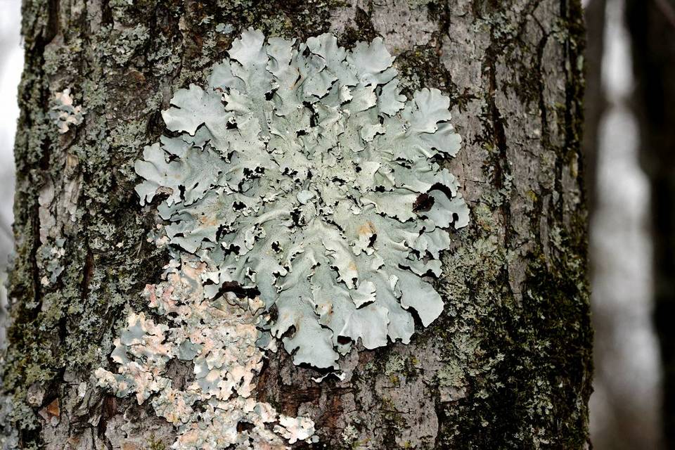 Parmotrema margaritatum image