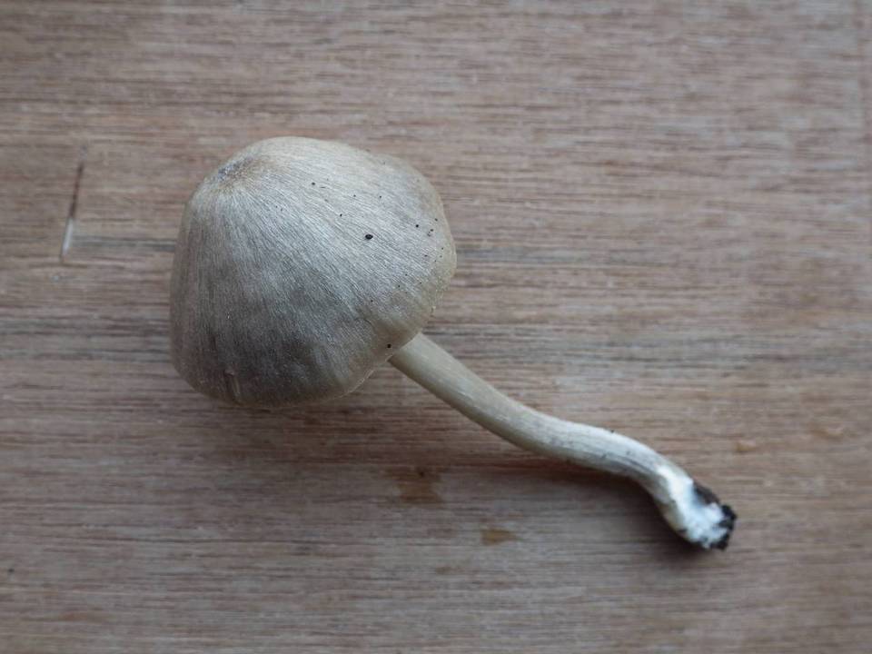 Entoloma rhombisporum image