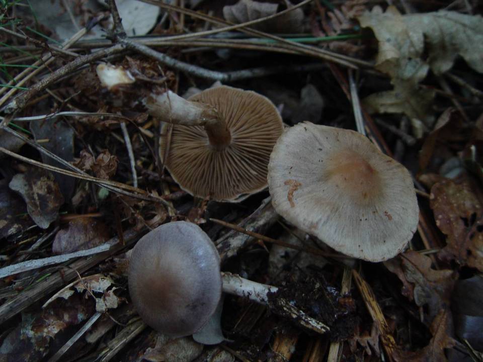 Cortinarius agathosmus image