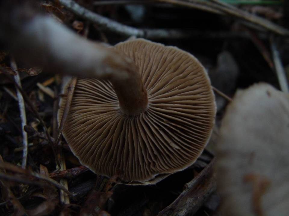 Cortinarius agathosmus image
