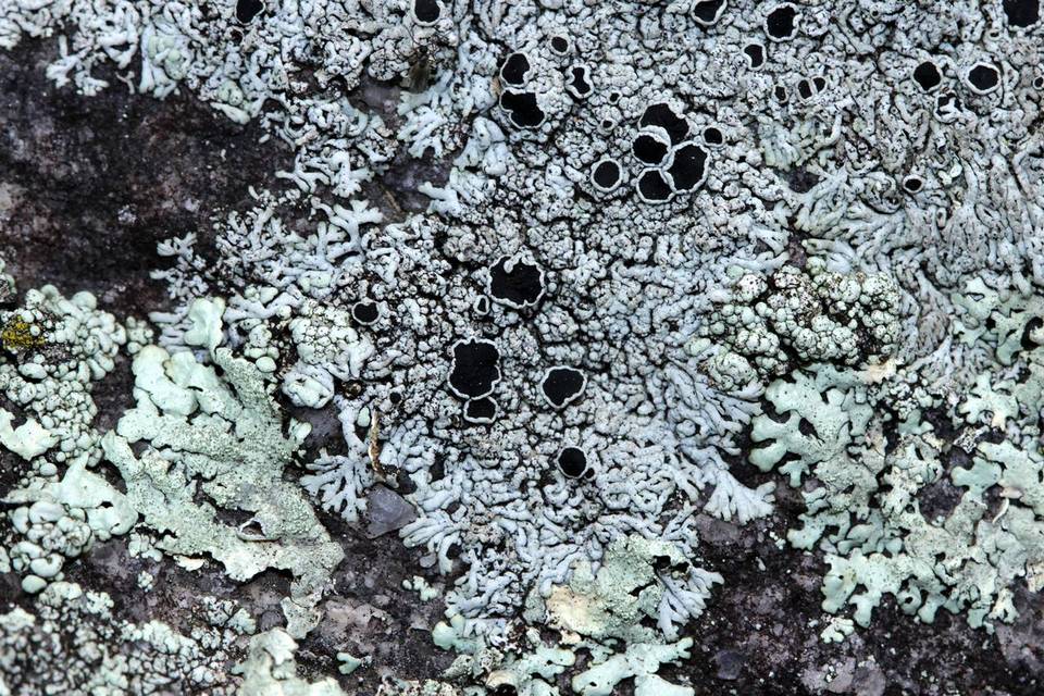Physcia halei image