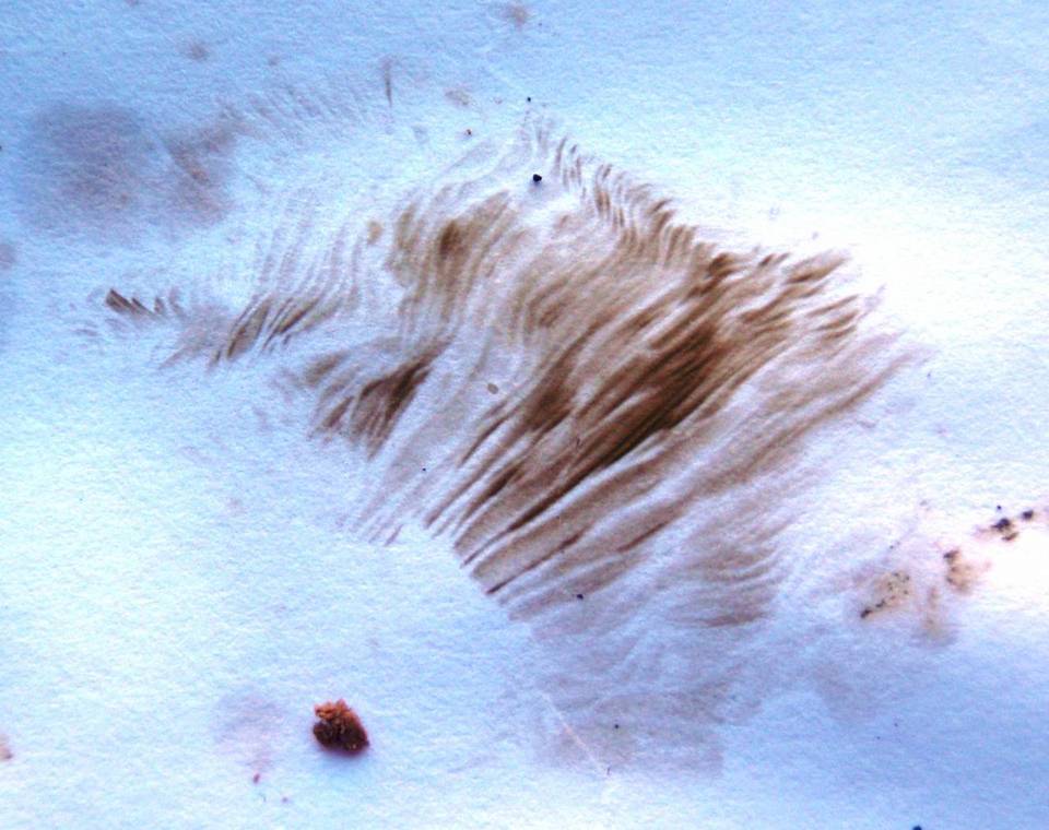 Clarkeinda trachodes image