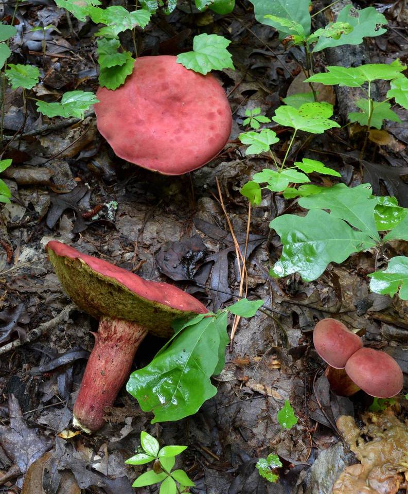 Baorangia image