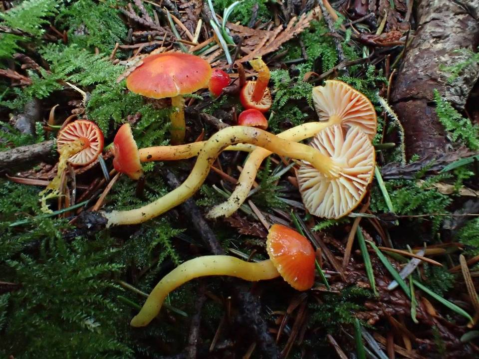 Hygrocybe minutula image