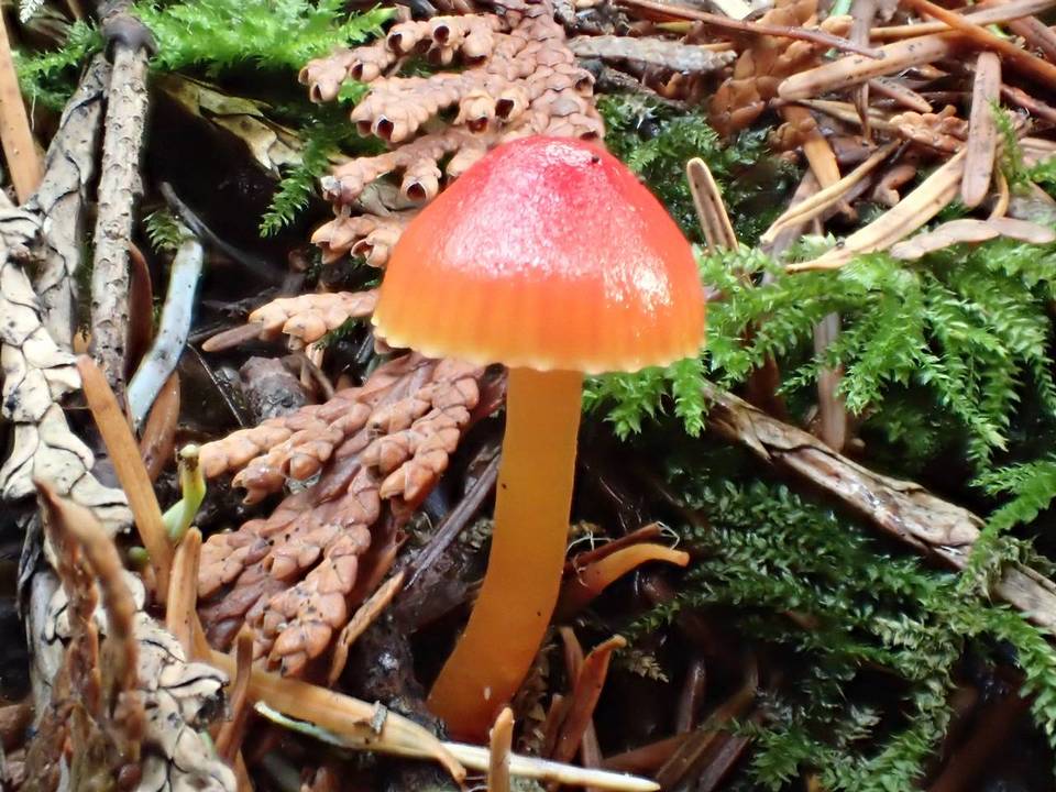 Hygrocybe minutula image