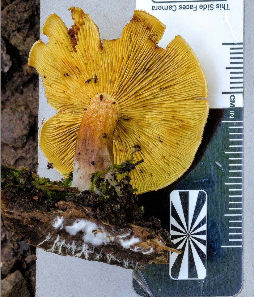 Gymnopilus allantopus image