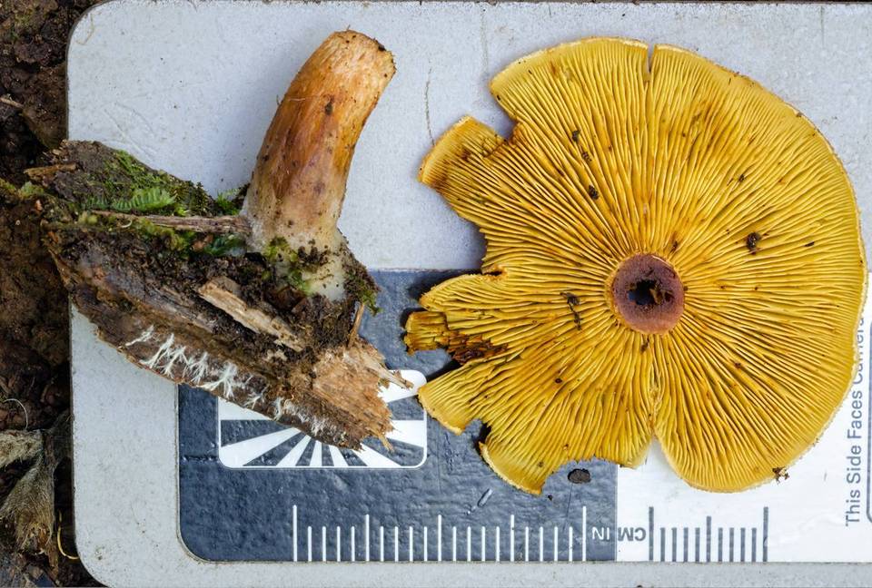 Gymnopilus allantopus image