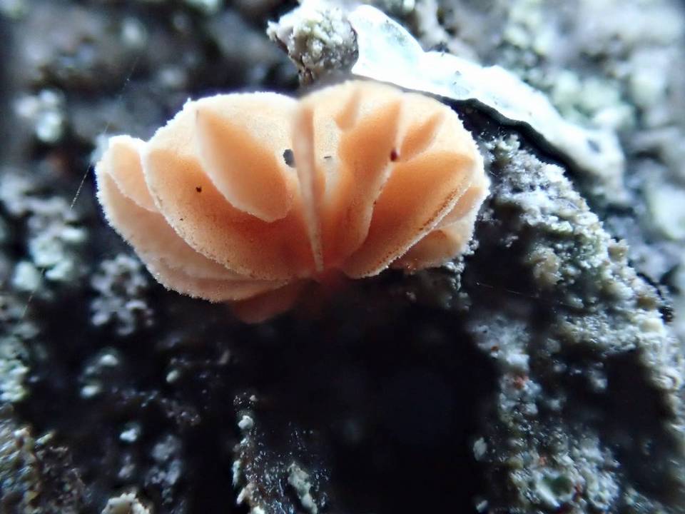 Phaeomarasmius rimulincola image