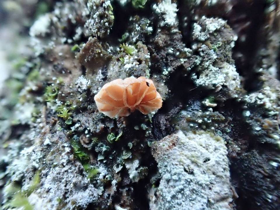 Phaeomarasmius rimulincola image