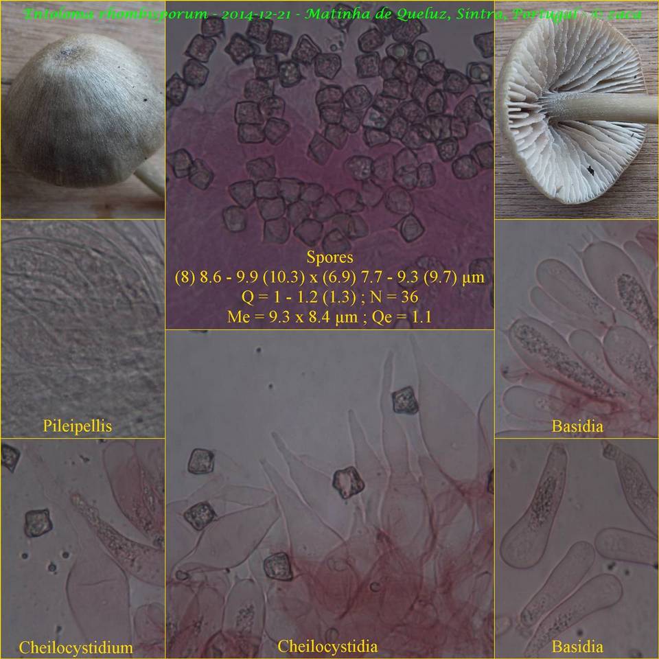 Entoloma rhombisporum image