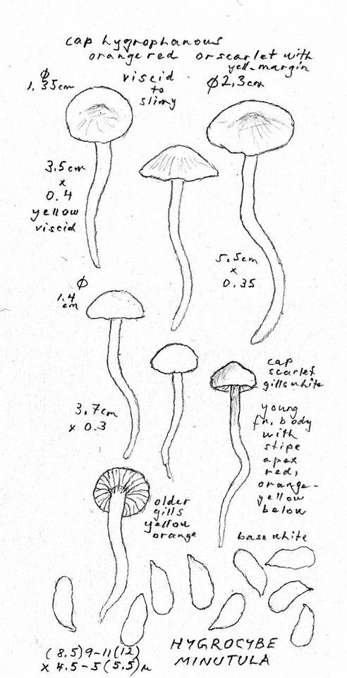 Hygrocybe minutula image