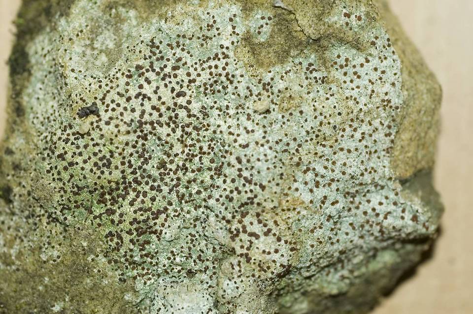 Trapelia coarctata image