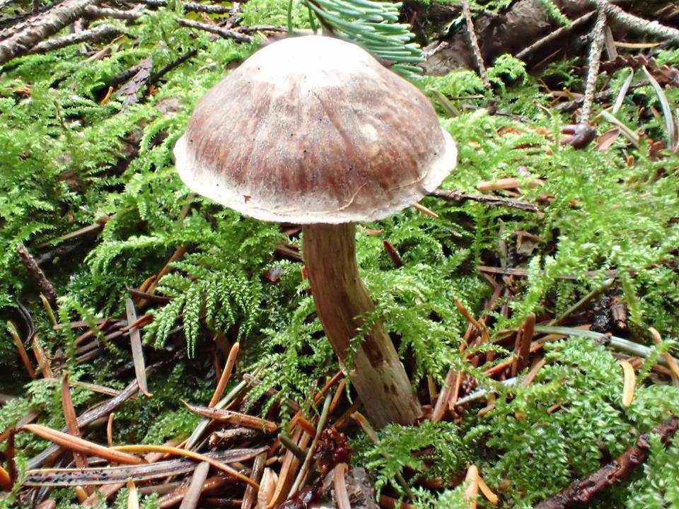 Cortinarius velenovskyi image