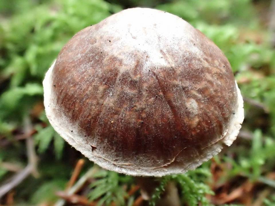 Cortinarius velenovskyi image