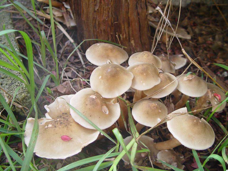 Armillaria griseofusca image