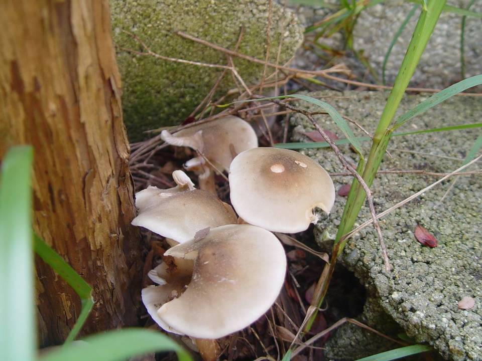 Armillaria griseofusca image
