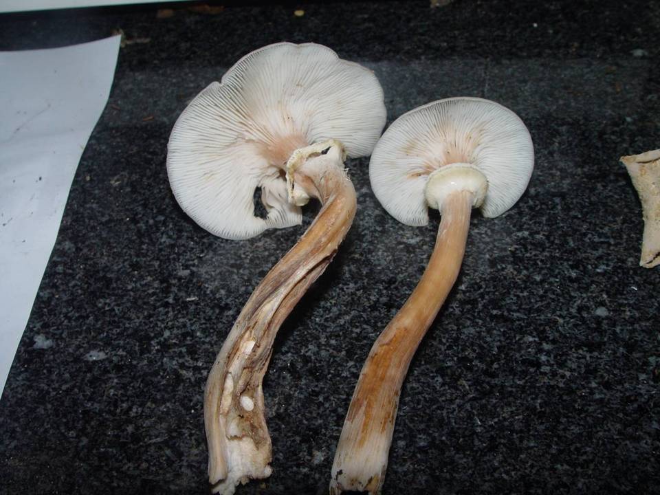 Armillaria griseofusca image