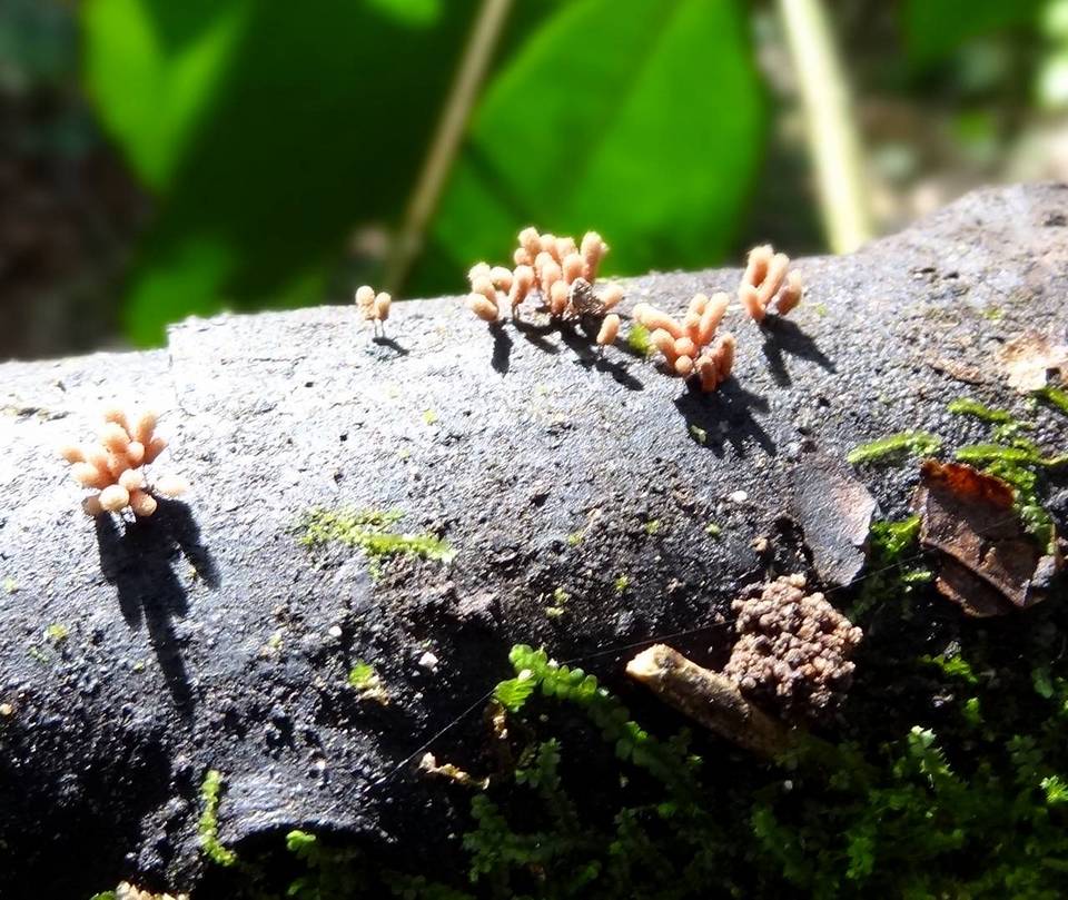 Arcyriaceae image