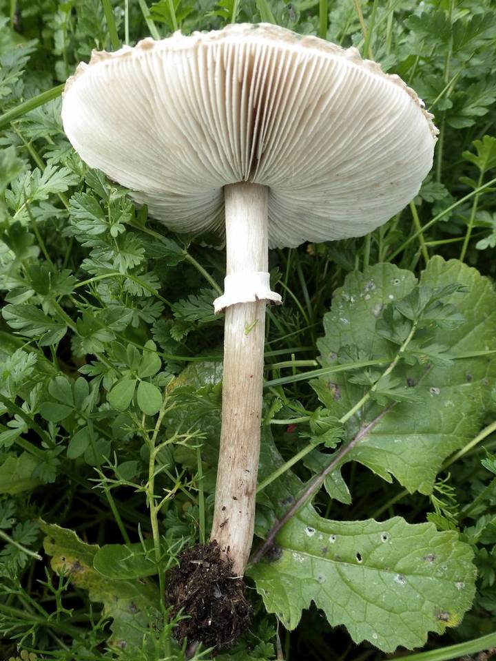 Macrolepiota phaeodisca image