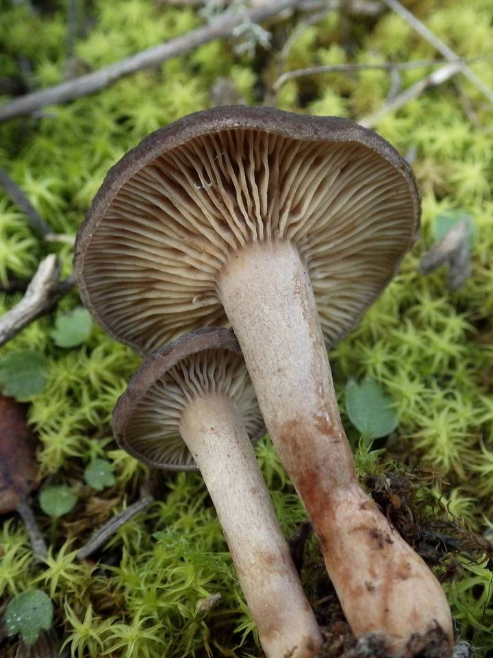 Lactarius subumbonatus image