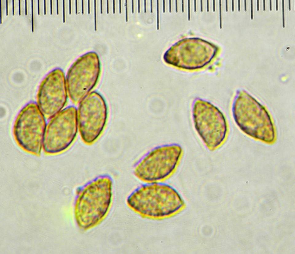Cortinarius calyptratus image