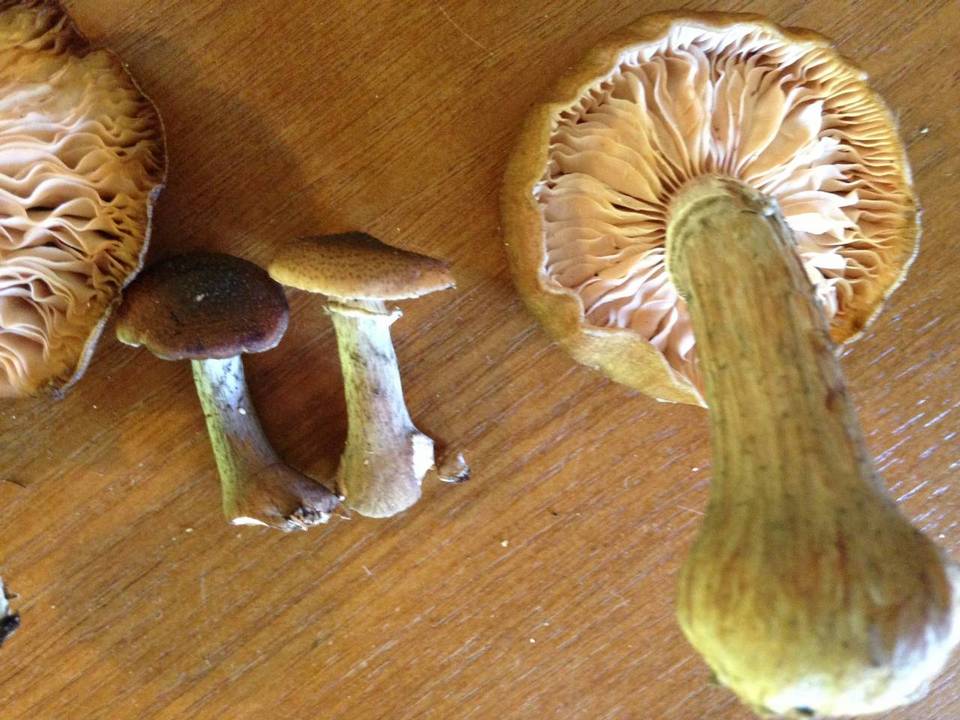 Mortierella armillariicola image