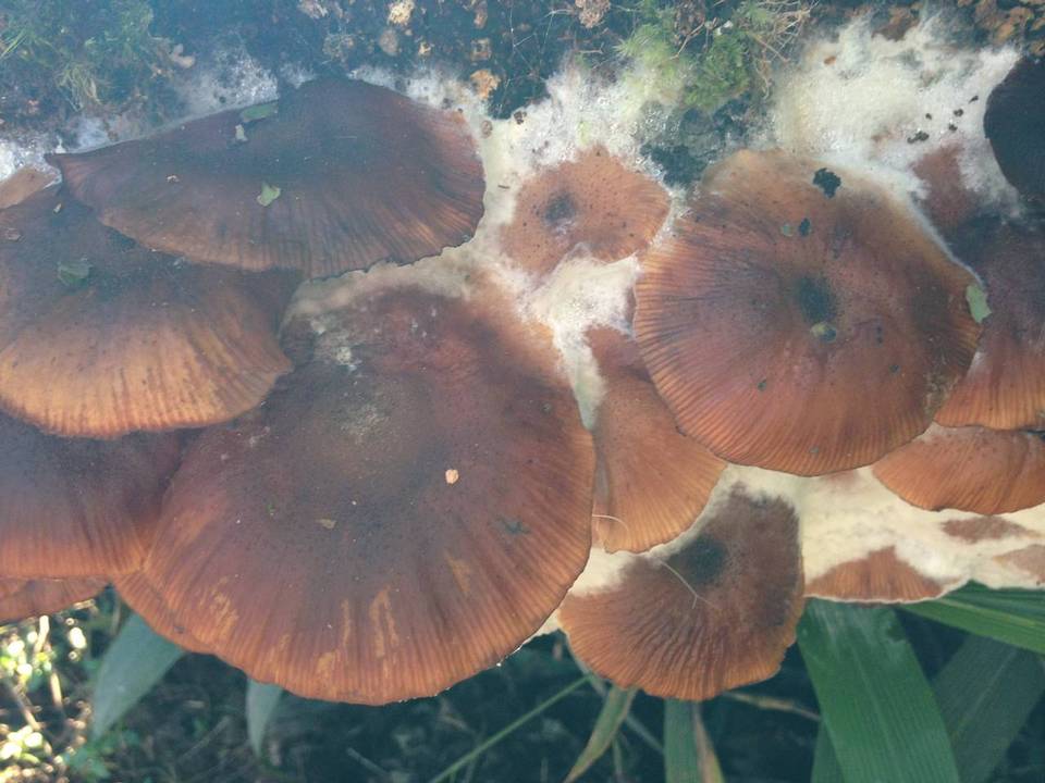 Mortierella armillariicola image